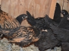 8 week old Polish Crested, Australorp, and Jersey Giant chicks