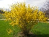 Forsythia
