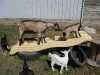 Wash, Veronica, Inara, & Lovie\'s Boy