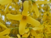 Forsythia