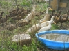 Ducks