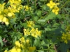 Yellow Flowers