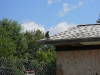 A visitor to our coop roof