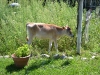 Lilly the Jersey calf