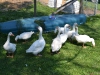 The geese again!