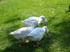 Geese nibbling away at the grass