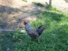 One of the roosters who hatched out on their farm. Gorgeous! 