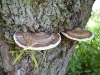 Neato mushrooms growing on their willow tree