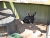 Flemish Giant Rabbit