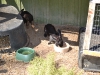 Flemish Giant Rabbits