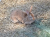 New Zealand Rabbit