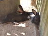 Flemish Giant Rabbits