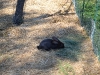 Flemish Giant Rabbit