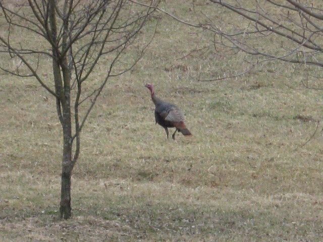 Surgery, Pavlov, and Wild Turkeys