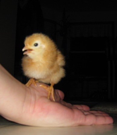 What were you, born yesterday?