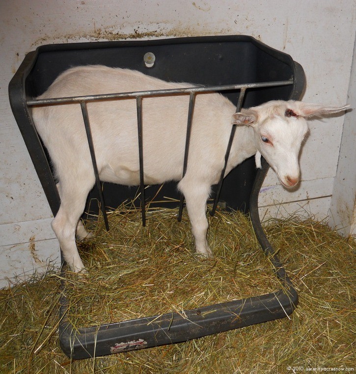 Lovie the Jailgoat