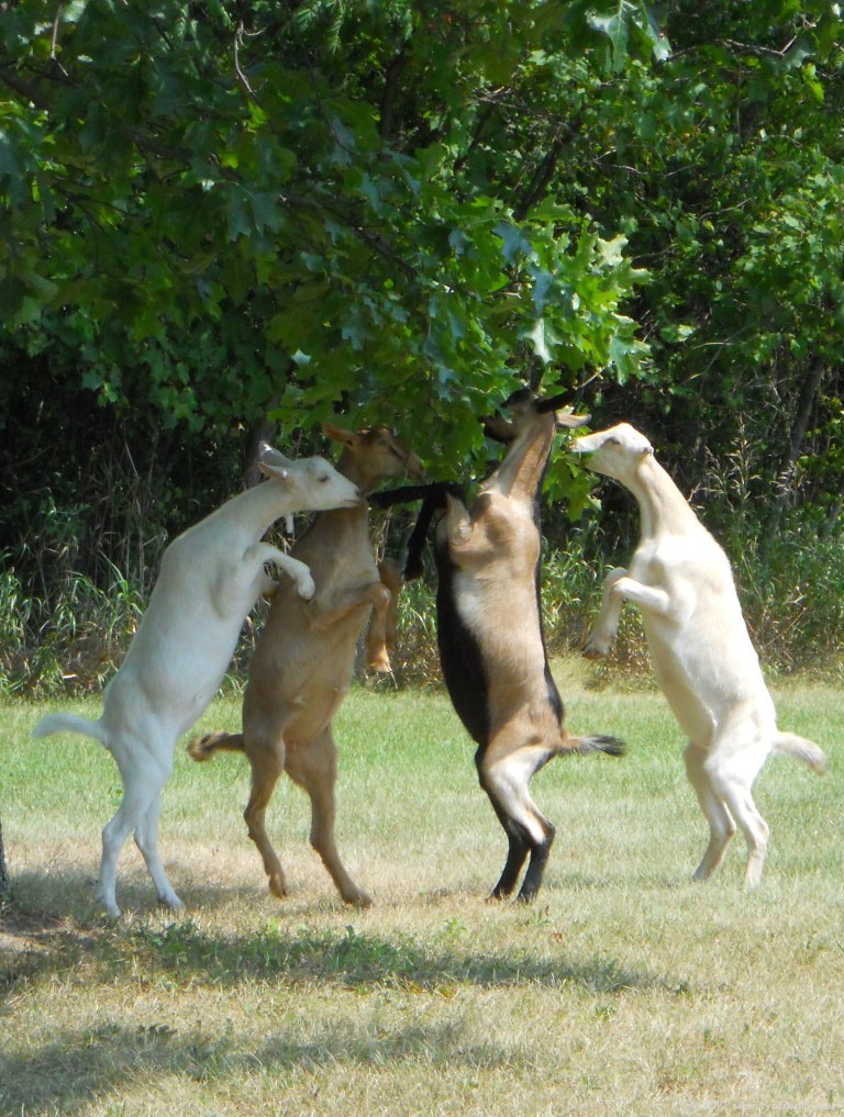 Goats Galore!