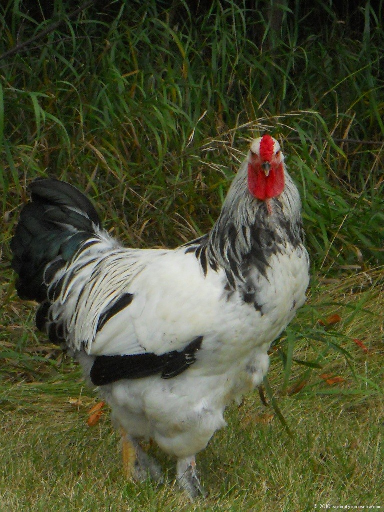 Introducing: Sam the Brahma Rooster