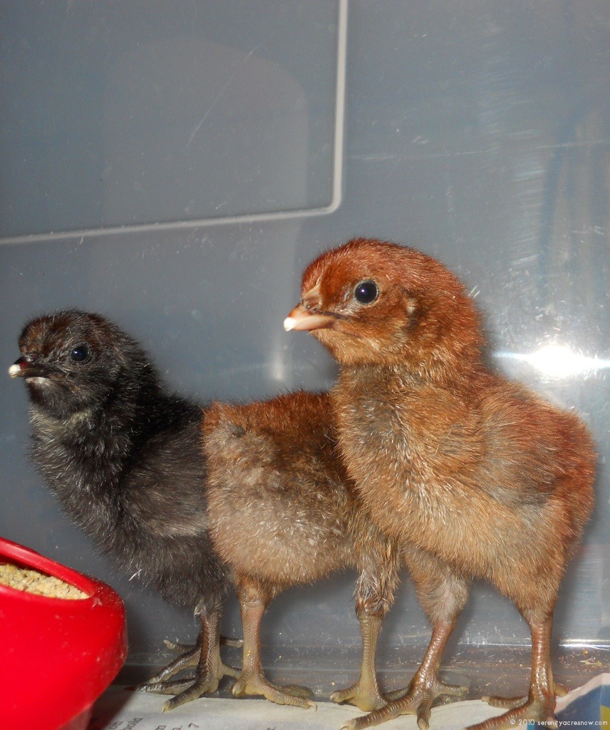 Denizli Chick Coloration