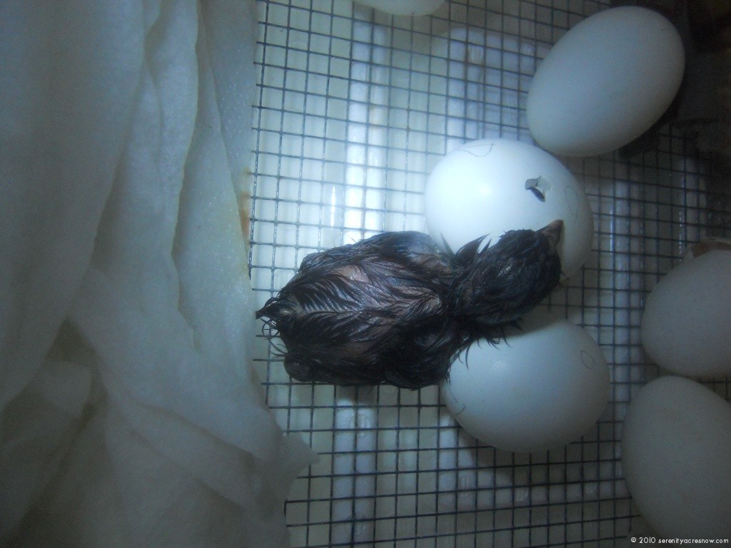 Our Denizli Chicks Hatched!