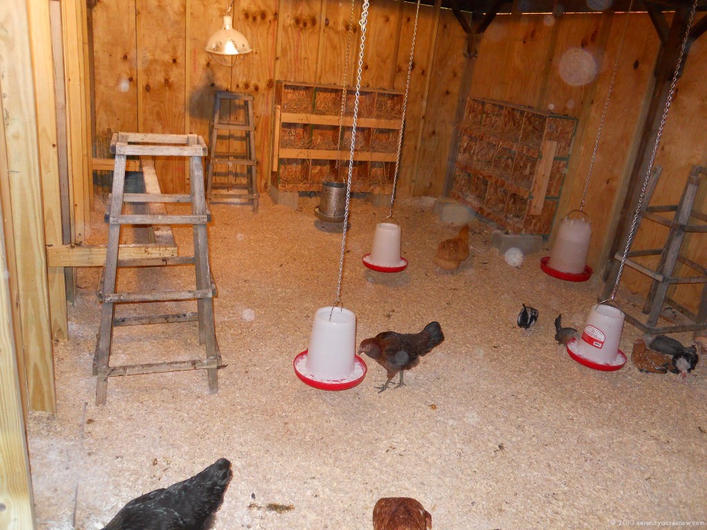 A Clean Coop Is A Happy Coop