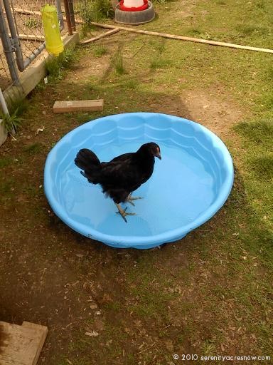 Hot Chicks in the Swimming Pool!
