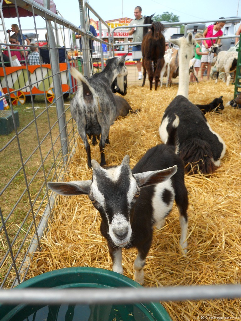 Genessee County Fair