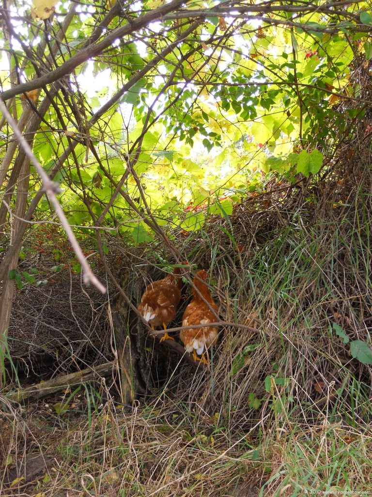 Chicken Hidey-Hole