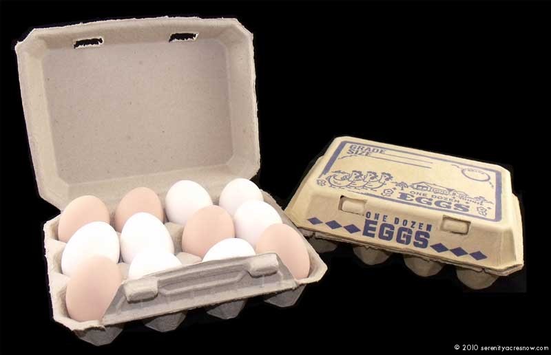Eggcellent Eggsperience