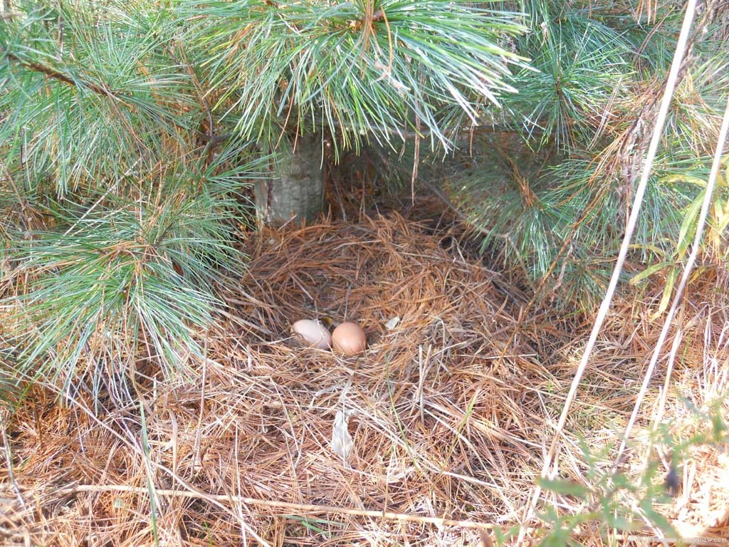 Sneaky Nest!