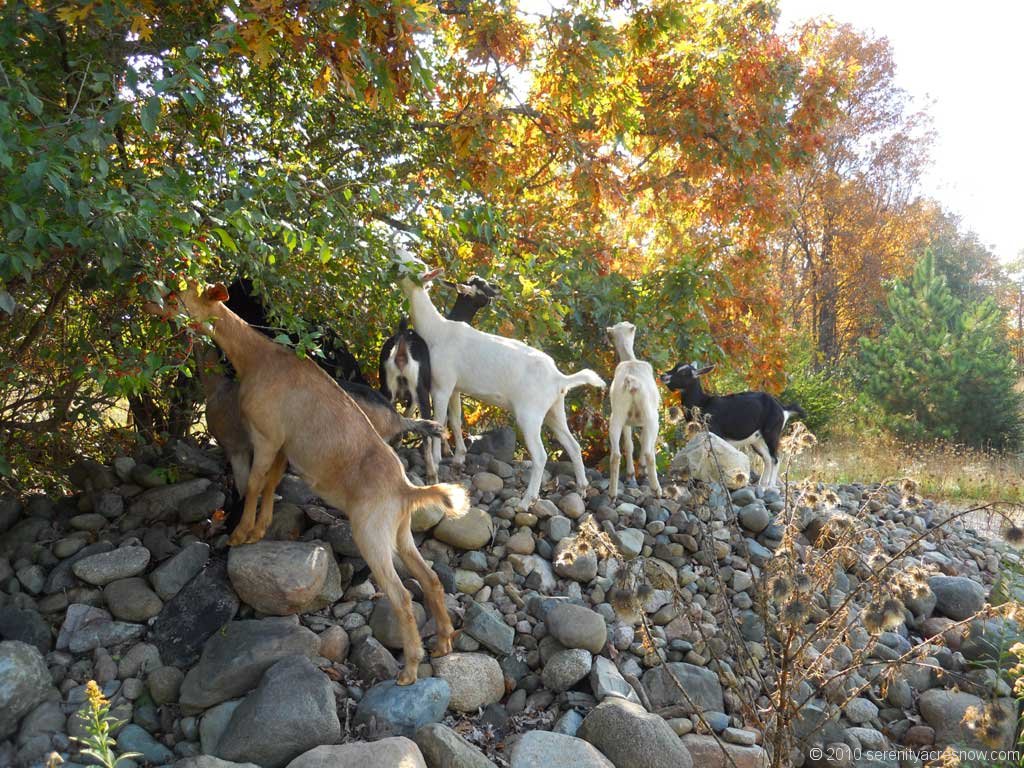 Meet Our Goats
