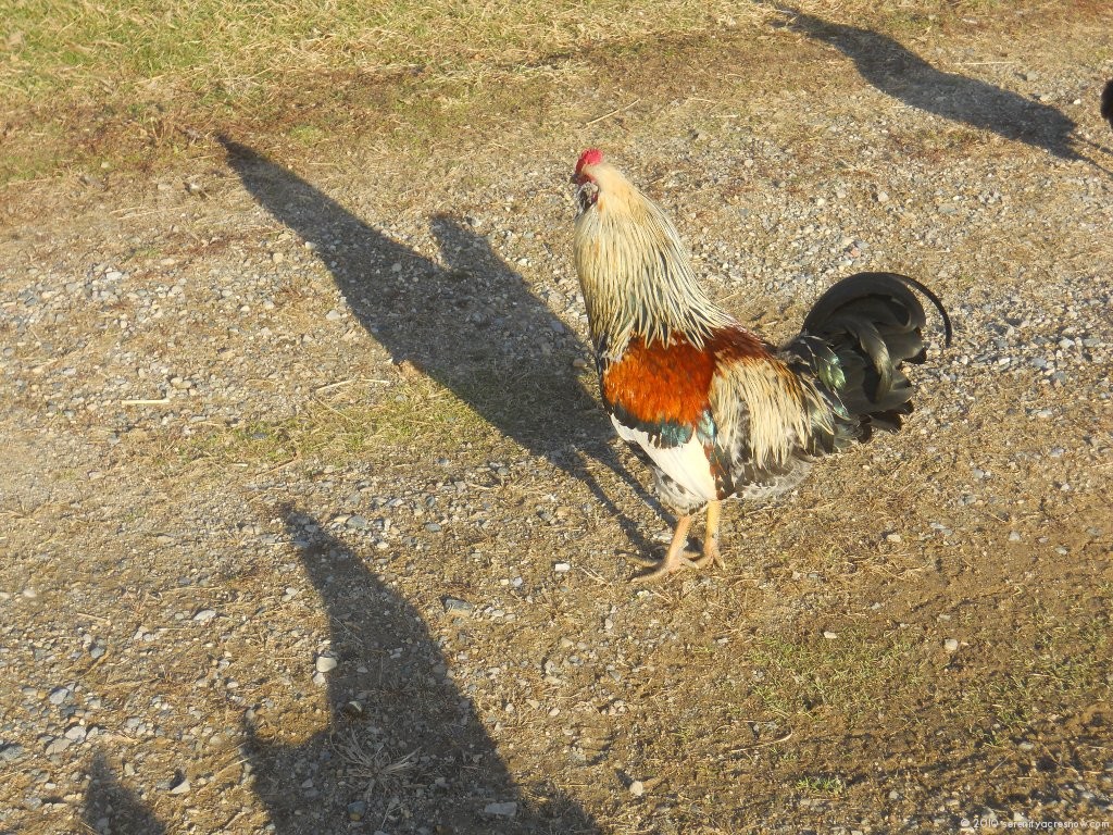 Gonzo The Great (Rooster)