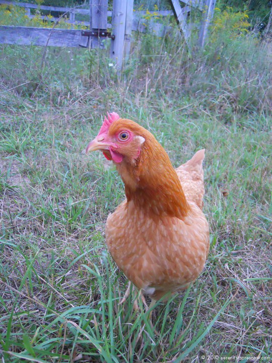 Buddy Hen Photo