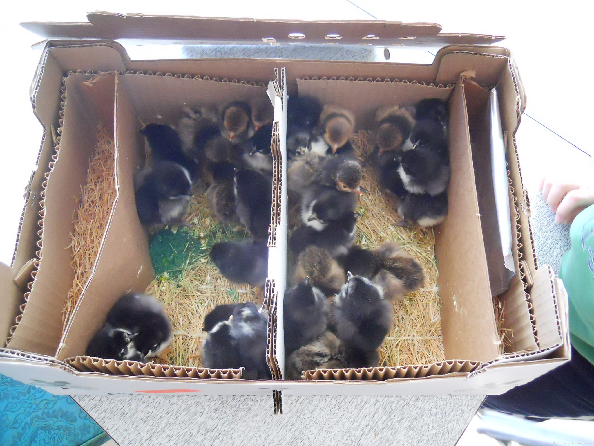 Hatching A Plan…To Grow Our Flock