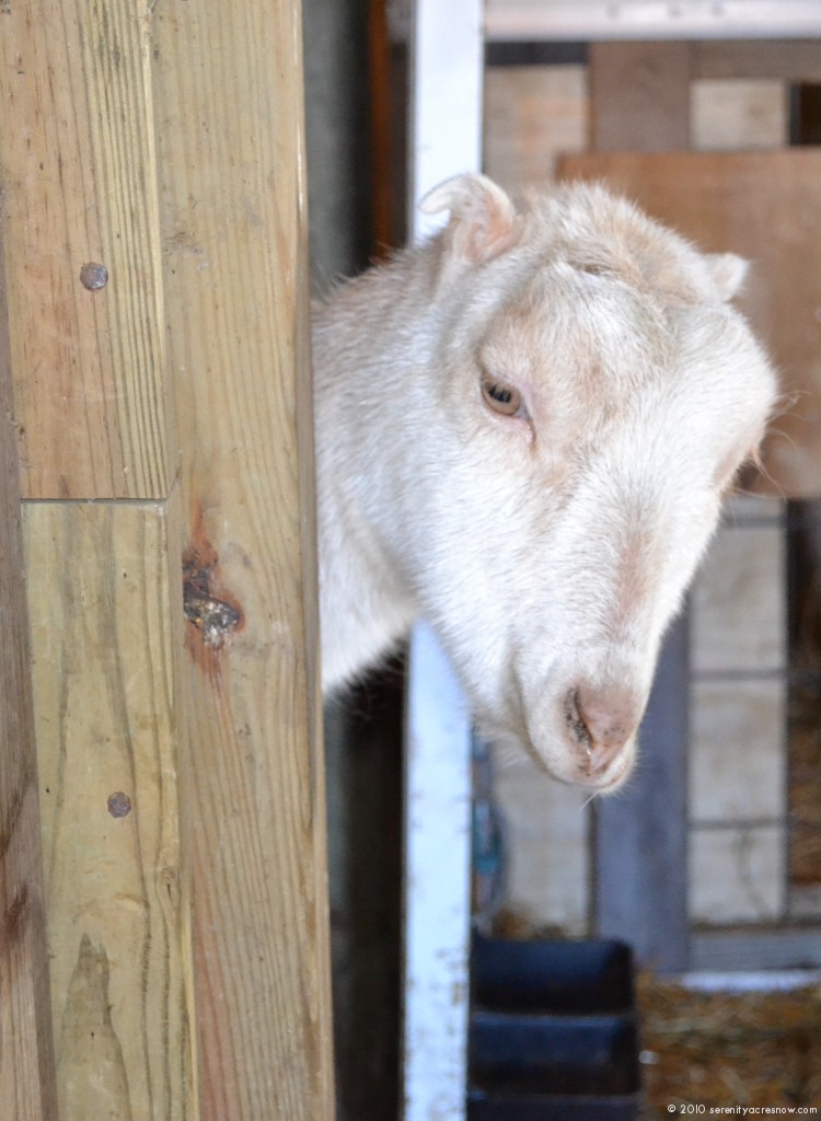 New Goat Feeder