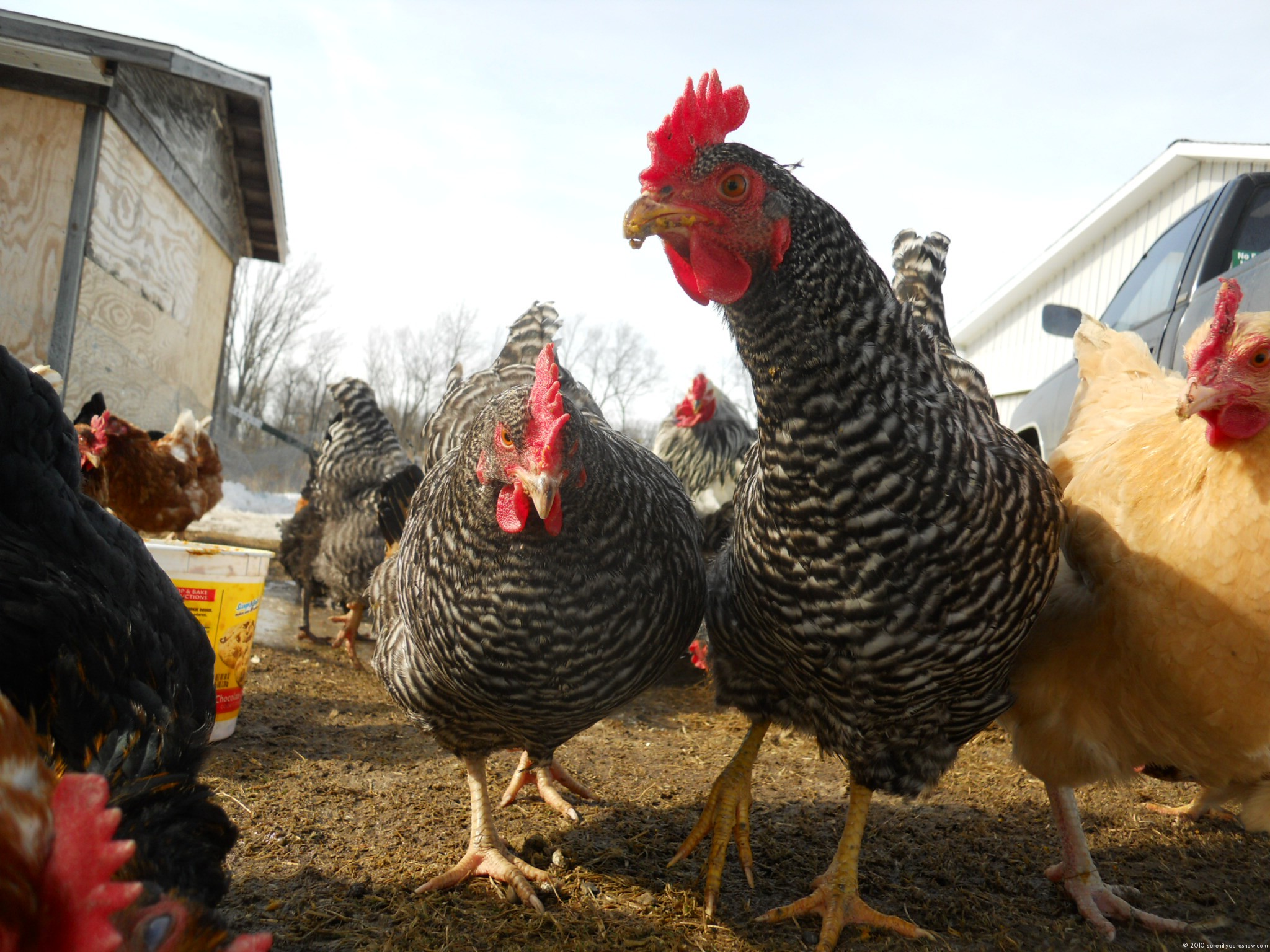 Defrosting Chickens