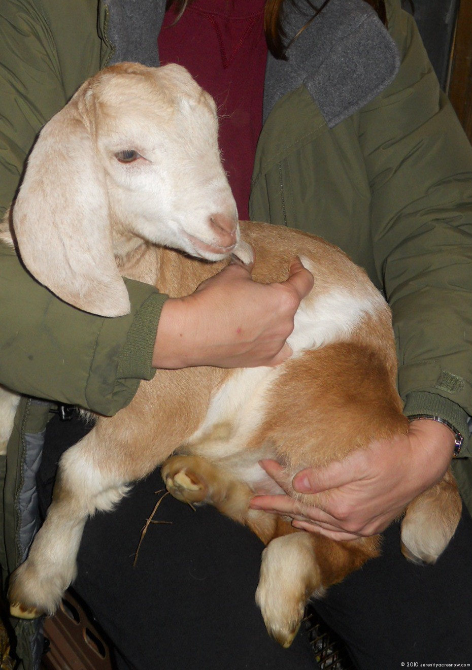 Baby Boer Goats!