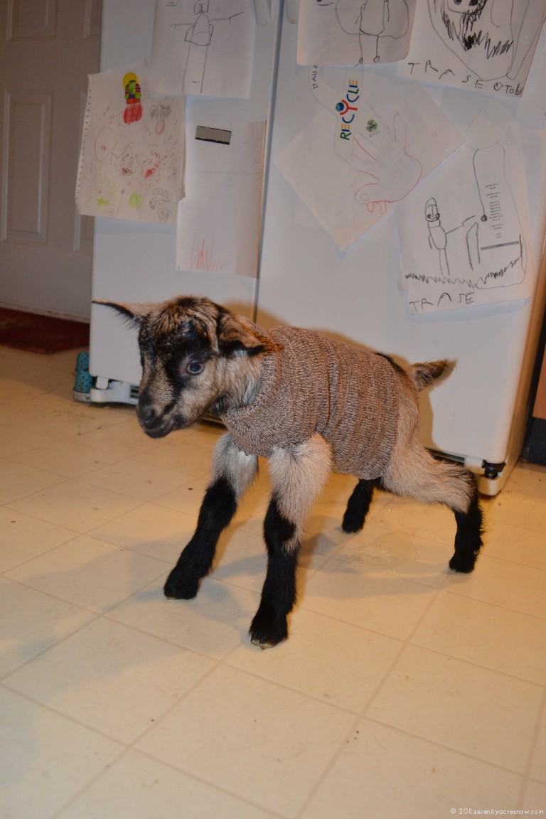 New Buck Pen & Baby Goat Parkour
