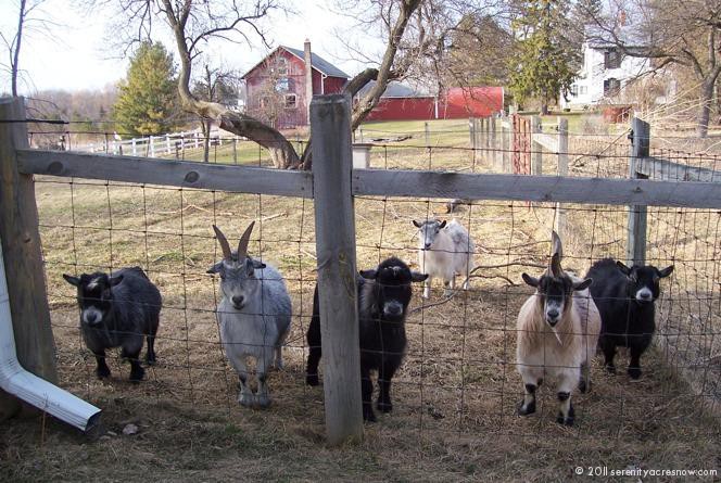 Goats Need A Home