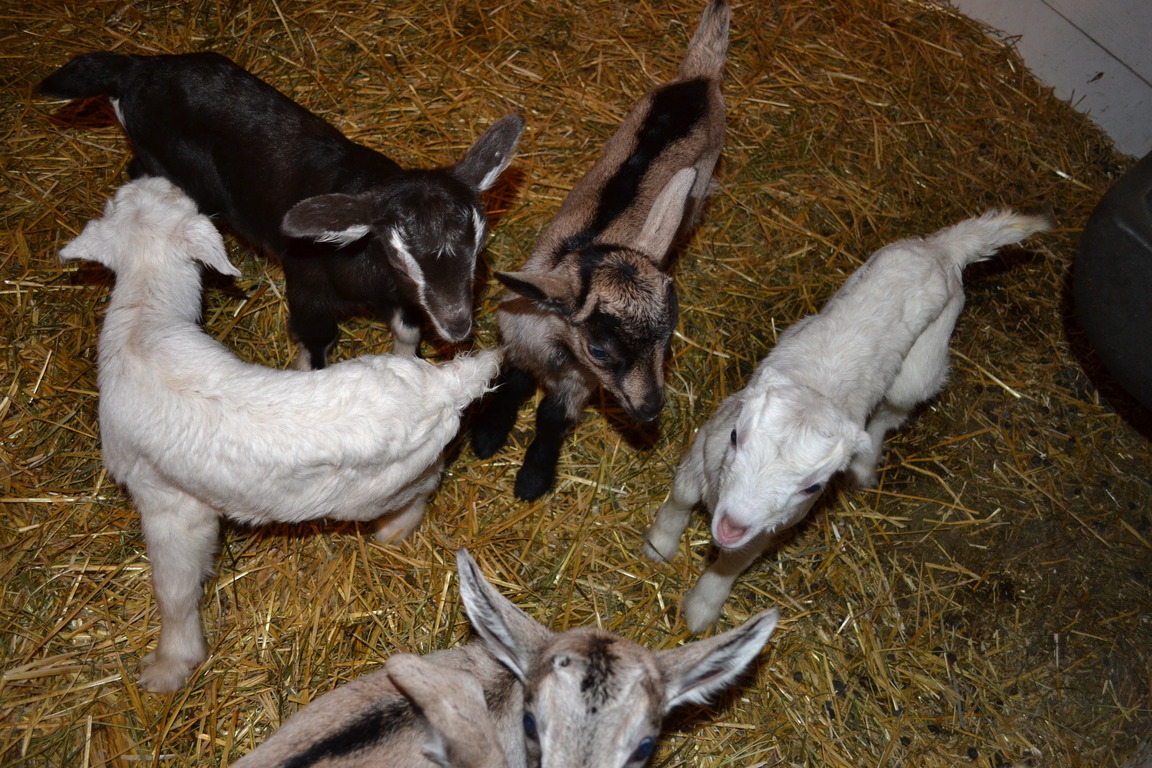 Baby Goat Extravaganza!