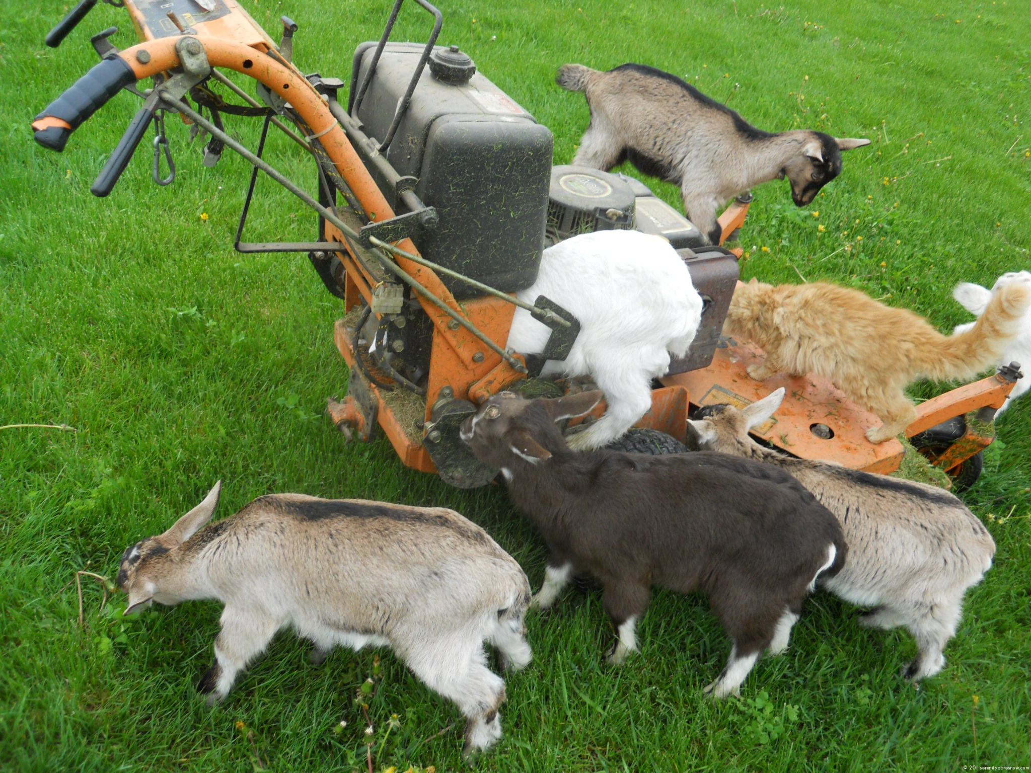 Baby Goat Cuteness