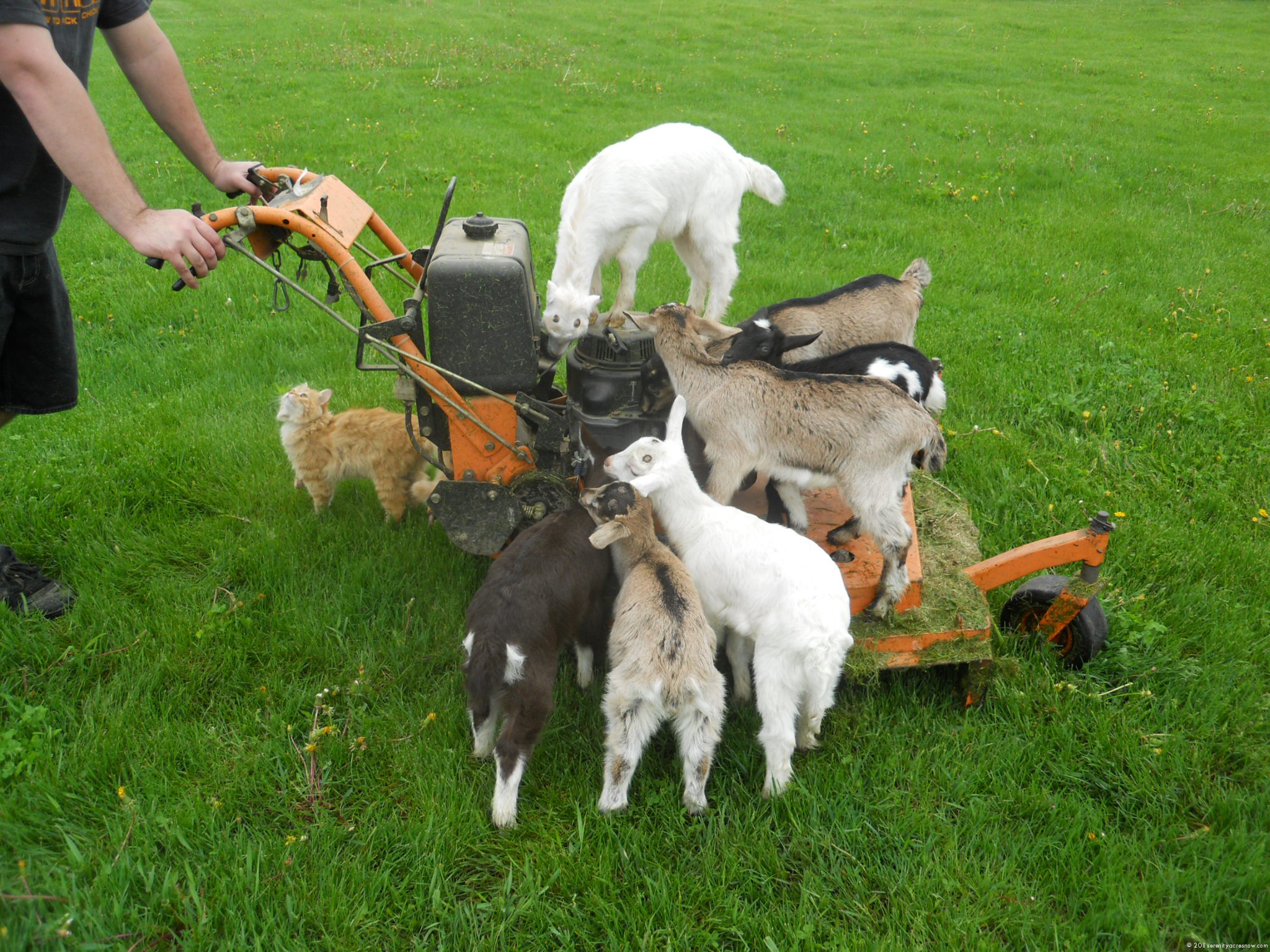Do Goats Mow Your Lawn?
