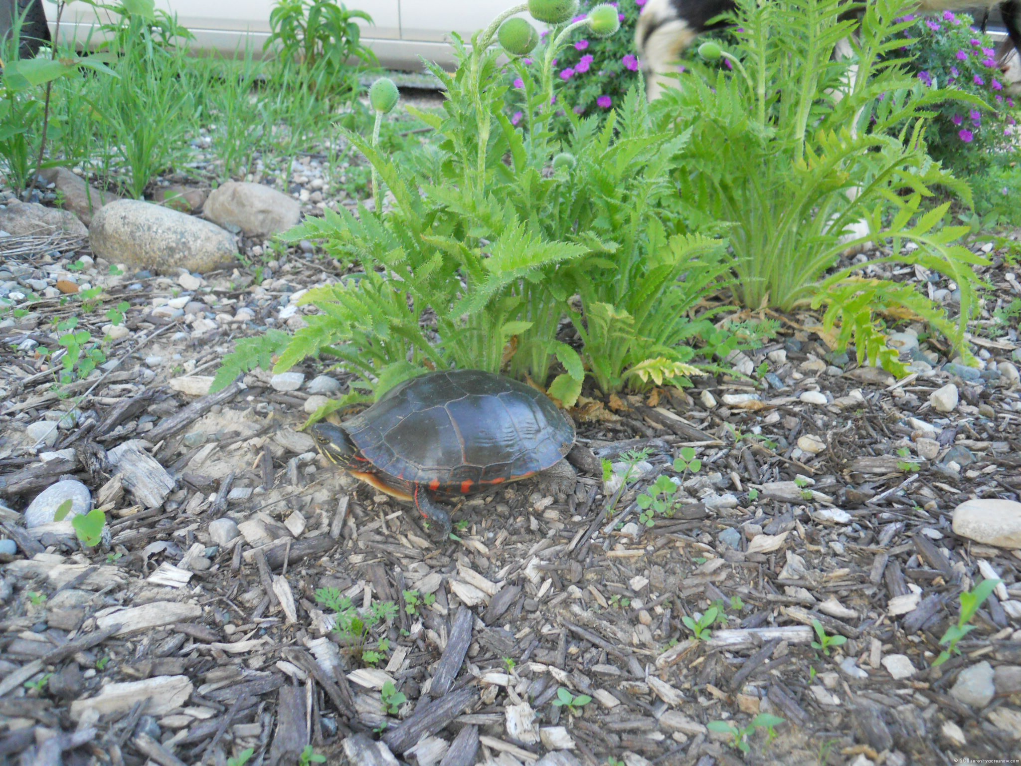 Turtle Visitor