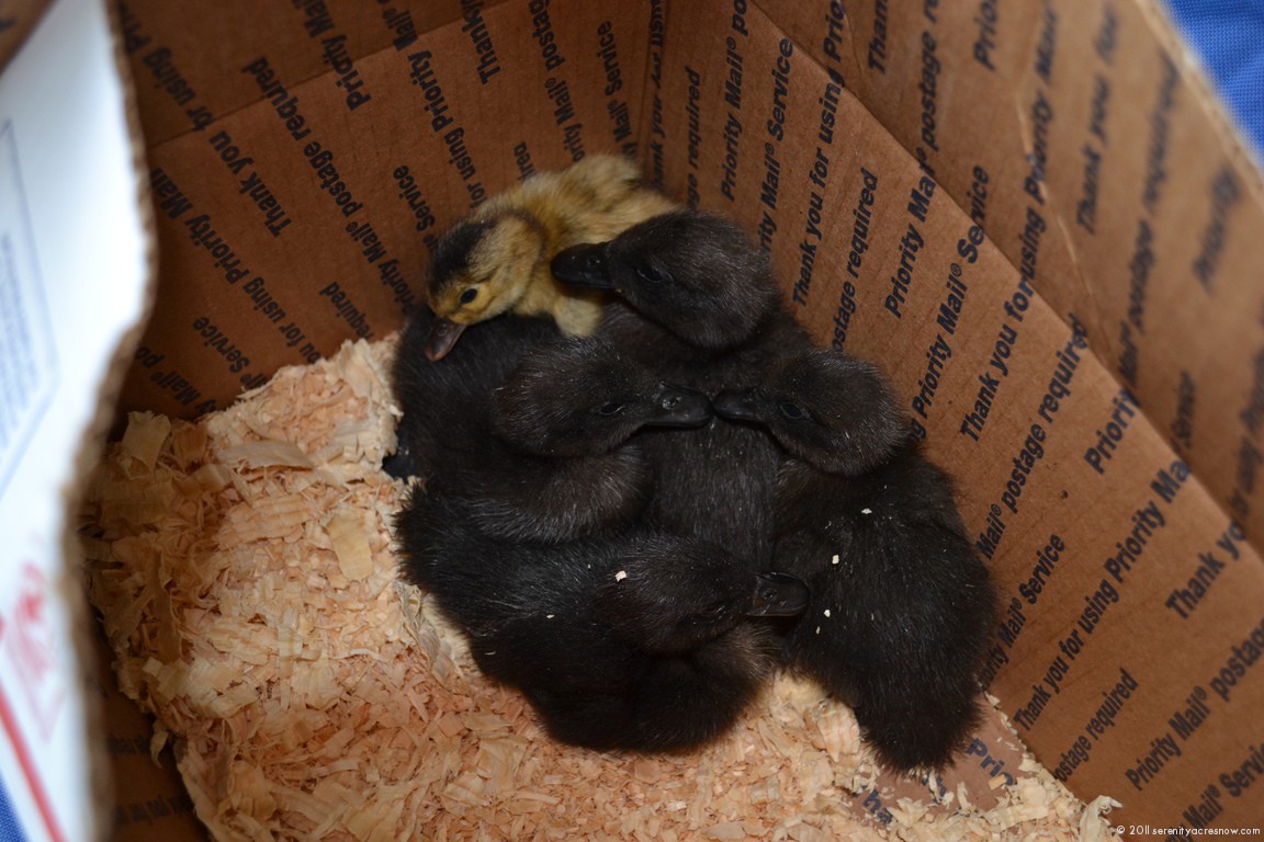 New Birdie Babies!