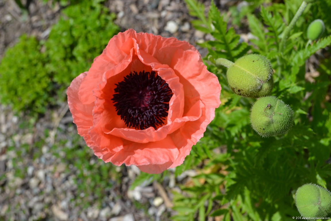 Cheerful Flowers