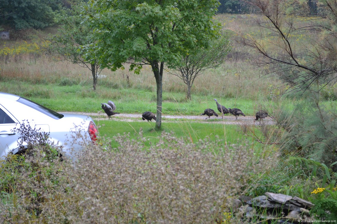 Wild Turkeys Pay A Visit