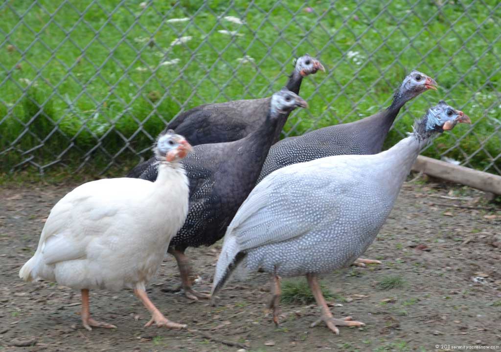 Guinea Fowl In The Coop