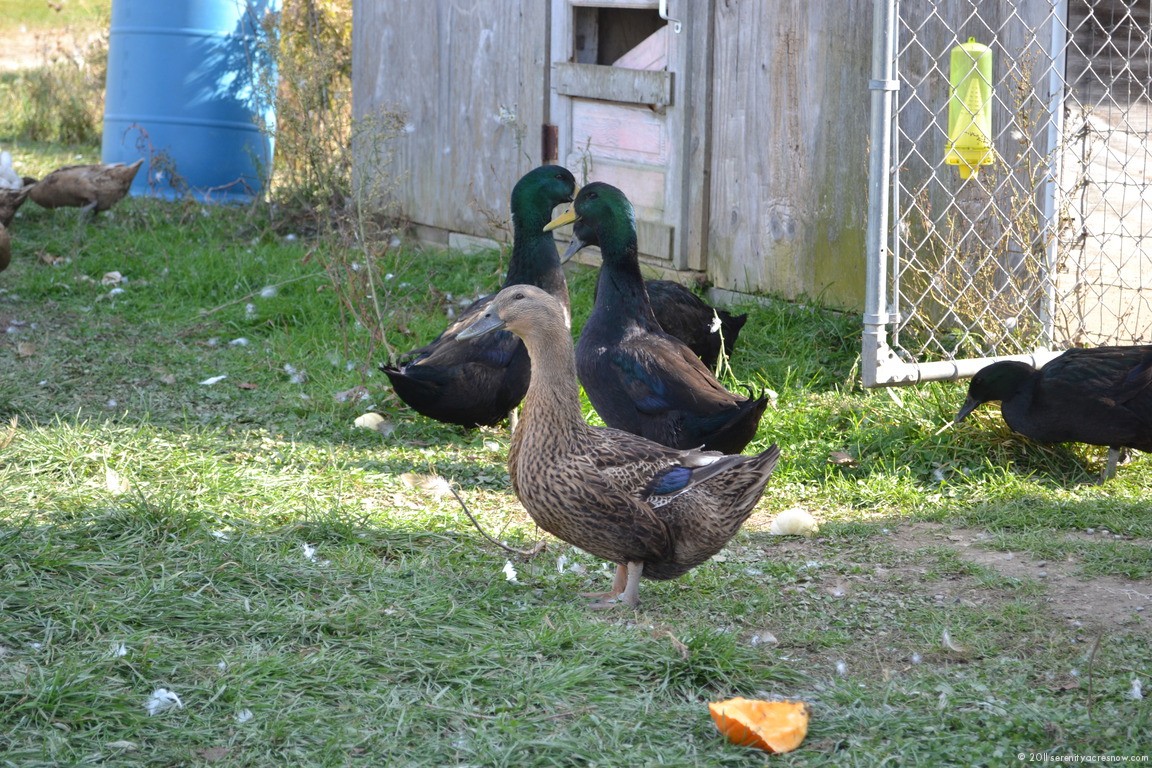 Duck Lessons