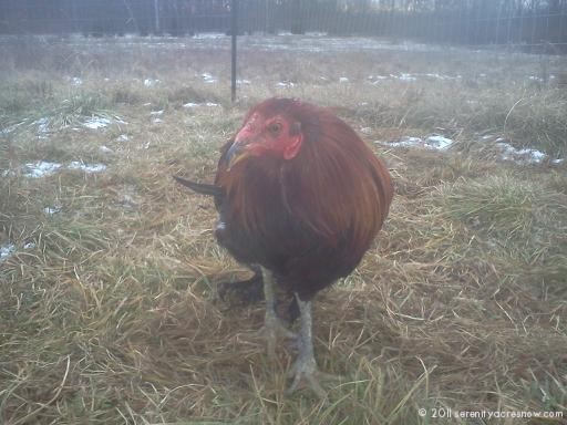 Rehabilitating a Rooster