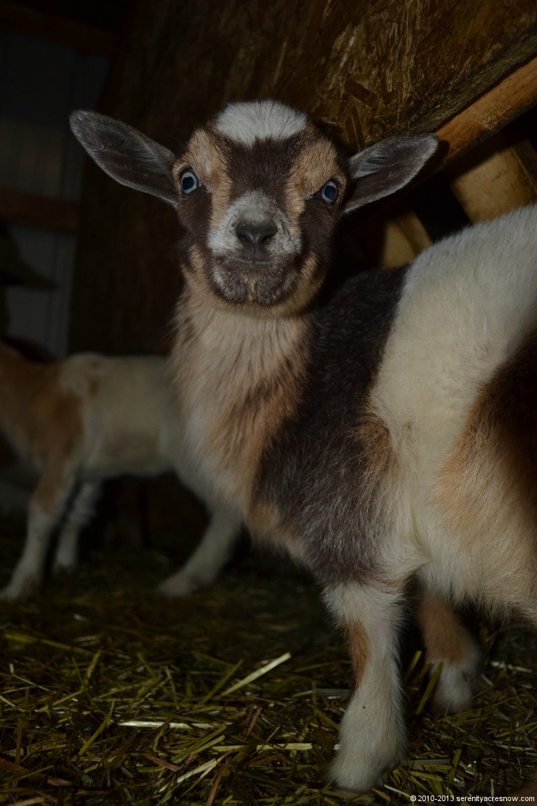 Goat Baby Photo Express